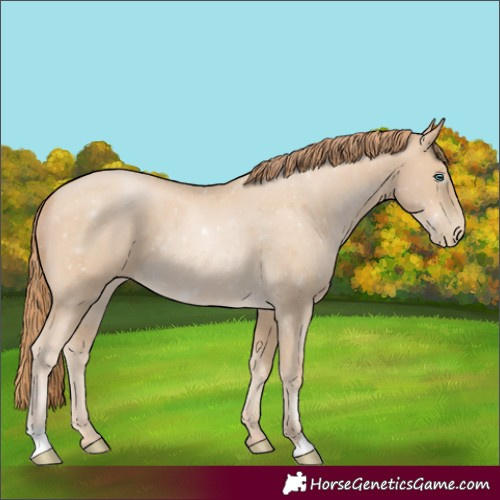 Horse Color:Buckskin Pearl 