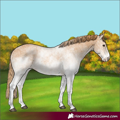 Horse Color:White Spotted Chestnut
