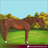 Horse Color:Chestnut 