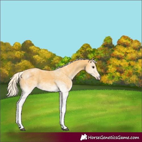 Horse Color:White Spotted Palomino 