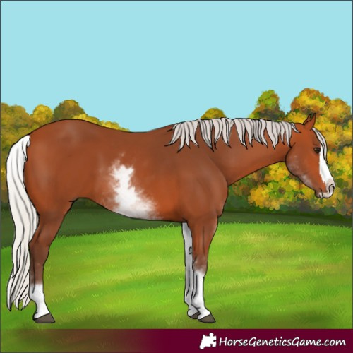 Horse Color:Unknown 