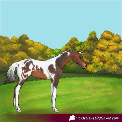 Horse Color:Bay Tobiano Appaloosa