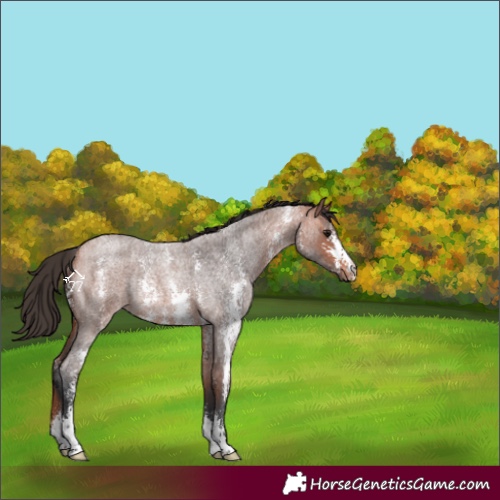 Horse Color:Bay Roan Sabino Rabicano 