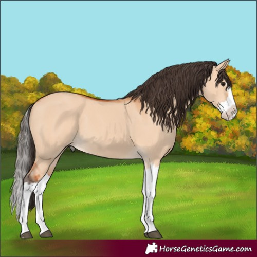 Horse Color:Bay Dun Splash 
