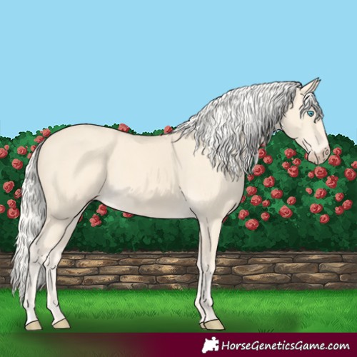 Horse Color:Cremello 