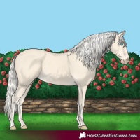 Horse Color:Cremello 