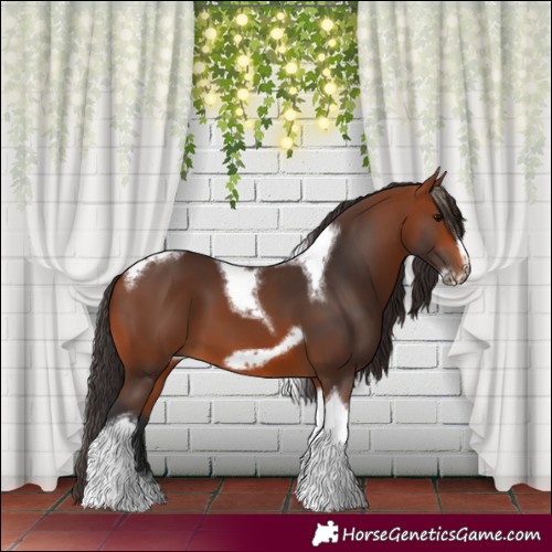 Horse Color:Bay Tobiano Frame 