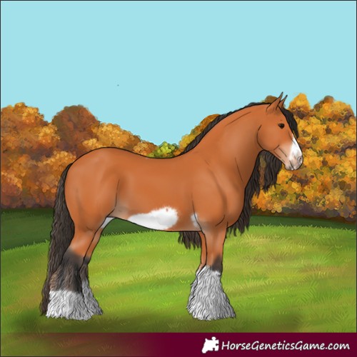 Horse Color:Bay Tobiano Frame 