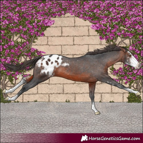 Horse Color:Brown Sabino Appaloosa 