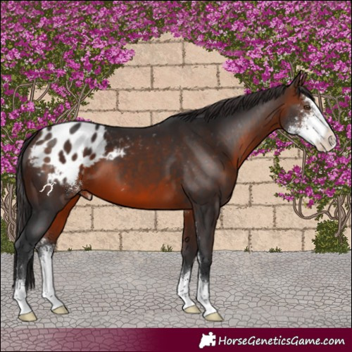 Horse Color:Brown Sabino Appaloosa 