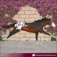 Horse Color:Brown Sabino Appaloosa 