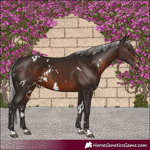 Horse Color:White Spotted Silver Brown Appaloosa 