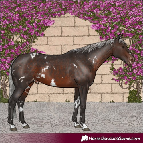 Horse Color:White Spotted Silver Brown Appaloosa