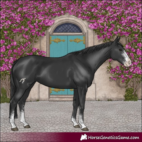 Horse Color:Black Sabino 