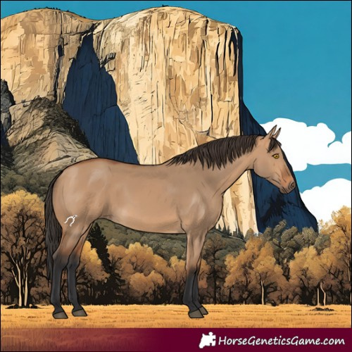 Horse Color:Bay Dun 