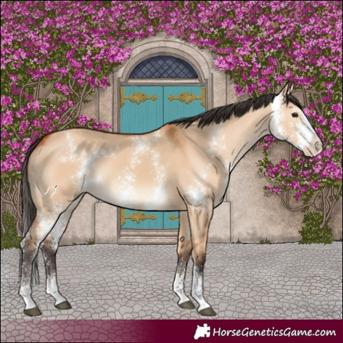 Horse Color:Bay Dun Sabino 