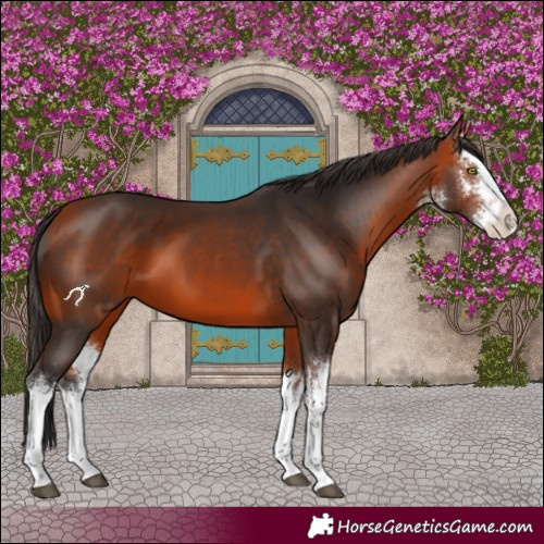 Horse Color:White Spotted Bay 