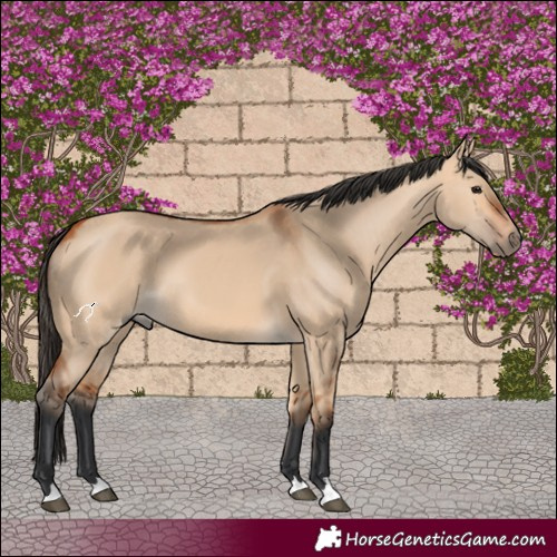 Horse Color:Bay Dun