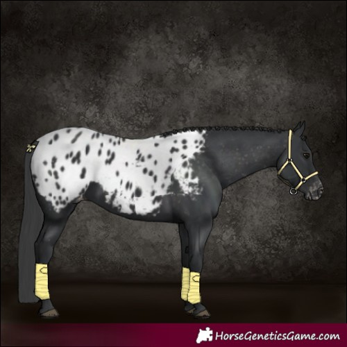 Horse Color:Black Appaloosa
