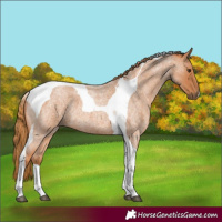 Horse Color:Red Roan Tobiano 