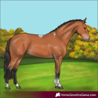 Horse Color:Bay Tobiano