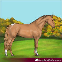 Horse Color:Chestnut Tobiano 