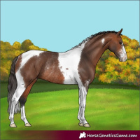 Horse Color:Bay Sabino Tobiano Rabicano 