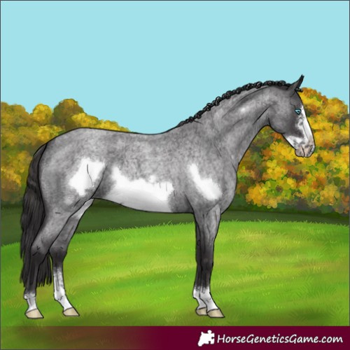 Horse Color:Smoky Blue Roan Sabino Frame