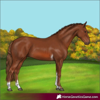 Horse Color:Chestnut Tobiano
