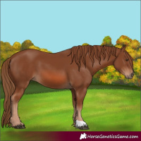Horse Color:Chestnut 