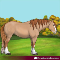 Horse Color:Red Dun Splash 