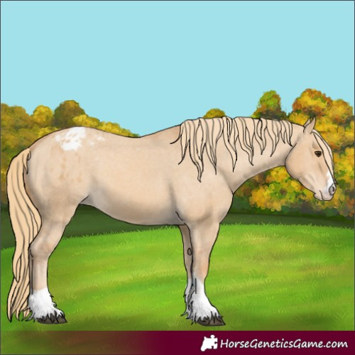 Horse Color:Red Dun Appaloosa 
