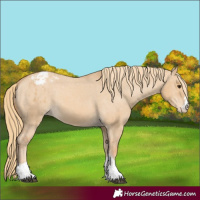 Horse Color:Red Dun Appaloosa