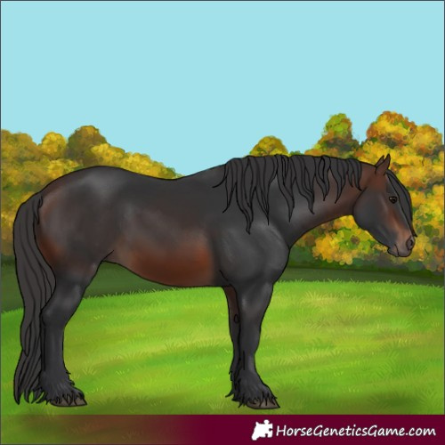 Horse Color:Brown 