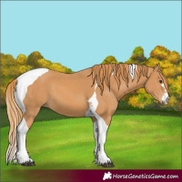Horse Color:Chestnut Tobiano