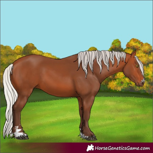Horse Color:Silver Bay 