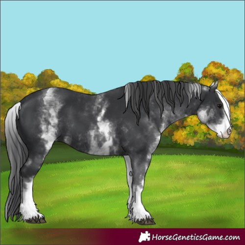 Horse Color:White Spotted Black 