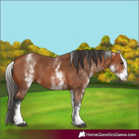 Horse Color:White Spotted Bay 