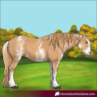 Horse Color:White Spotted Chestnut