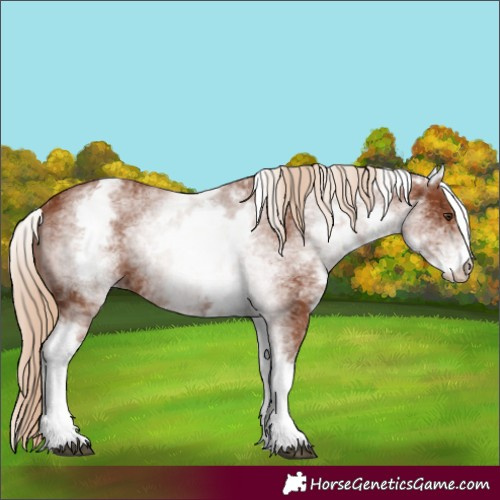 Horse Color:White Spotted Chestnut 