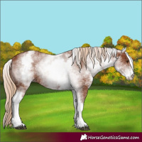 Horse Color:White Spotted Chestnut