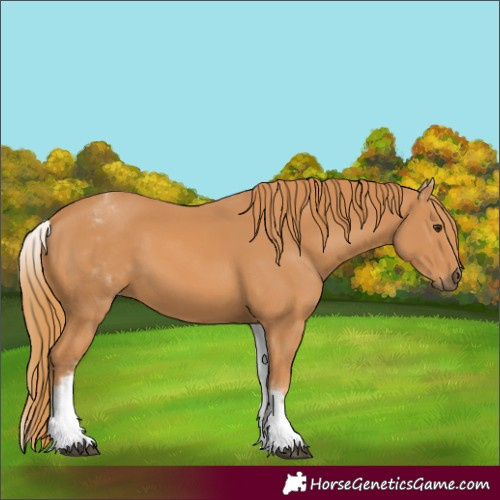 Horse Color:White Spotted Chestnut 