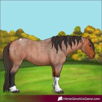 Horse Color:Bay Roan Tobiano 