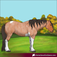 Horse Color:Bay Roan Tobiano 