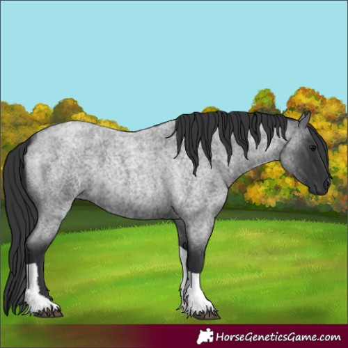 Horse Color:Blue Roan Tobiano 