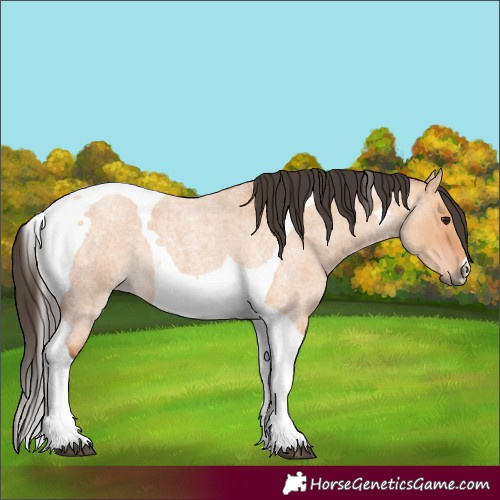 Horse Color:Bay Roan Dun Tobiano 