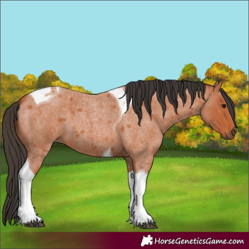 Horse Color:Bay Roan Tobiano 