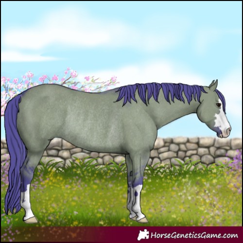 Horse Color:Watercolor Grullo Rabicano 