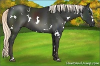 Horse Color:White Spotted Liver Chestnut