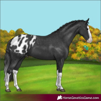 Horse Color:Black Splash Blanket 